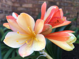 Seedlings - Secret Child x Stargreen X