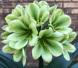 Seedling - Pipsqueak x Kabouter