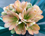 103-2026 Seedlist - PPD x Grietjie (Price is per packet of 2 seeds, Quantity is number of packets you are purchasing)