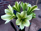Seedling- Frog Prince x Fiona
