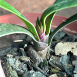 Seedlings - African Lighthouse x Hattori Pico Perfect