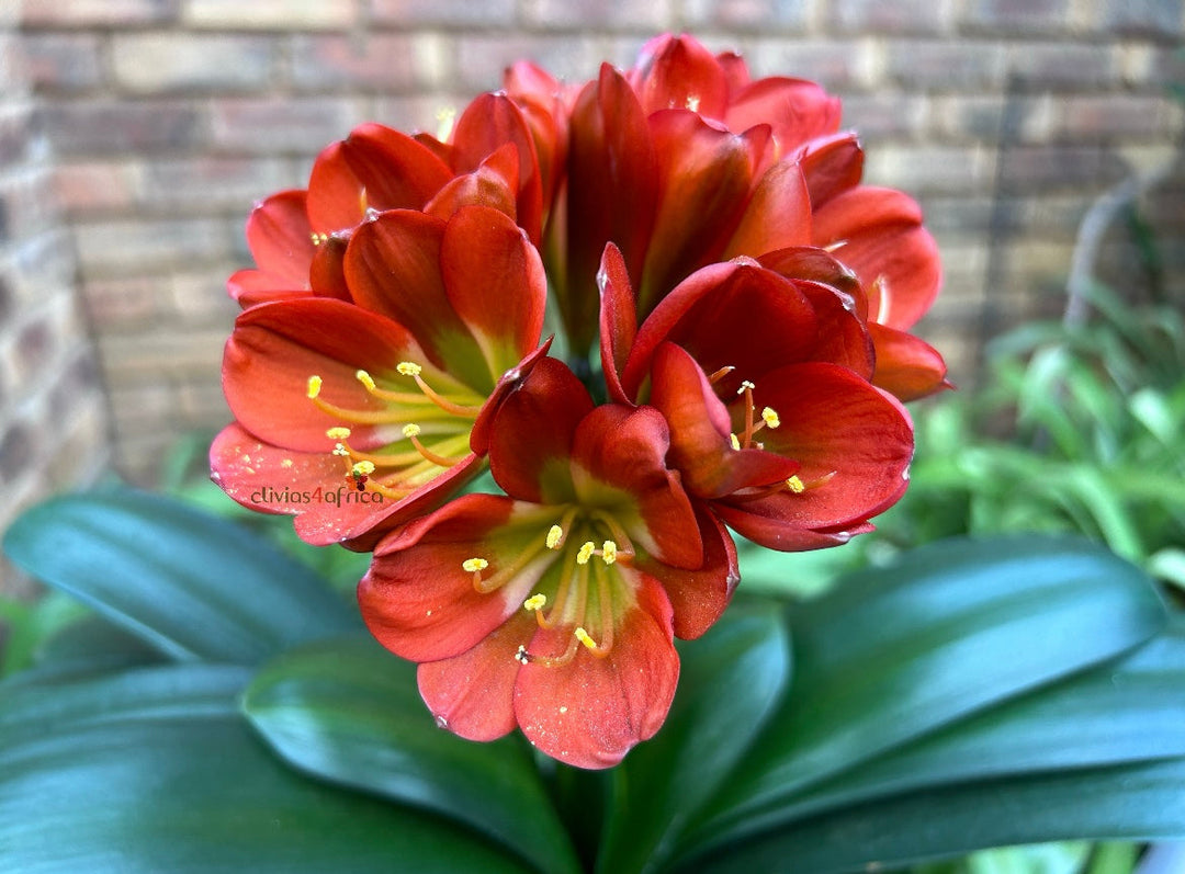 Seedlings/Young Plants for Sale | Top Genetics! (only for shipping