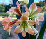 276-2026 Seedlist - Stargreen Desert Versi x Kaki (Price is per packet of 2 seeds, Quantity is number of packets you are purchasing)