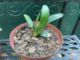 Seedlings - Hattori Pink Tips x Hattori Tselane