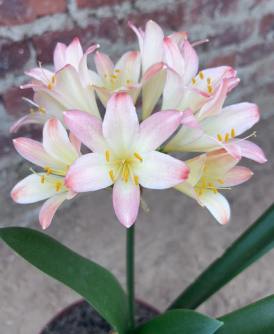 Seedling - Lady Blossom x Self