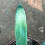 Seedlings - African Lighthouse x Hattori Pico Perfect