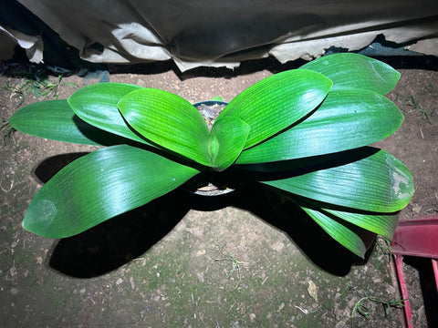 (Seedlings - Broadleaf Daruma x Hattori Pico Perfect