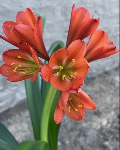 Mature/Flowering Clivia - Cherry Bronze