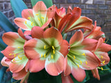 127-2026 Seedlist - Stargreen line breeding!! - Stargreen Firefox x Star-Struck (Price is per packet of 2 seeds, Quantity is number of packets you are purchasing)