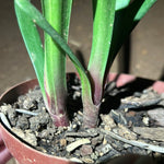 Two Twin Seedlings - Braveheart (Ngome Interspec) x Green Sun