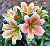 64-2026 Seedlist - 777 Brown Diamond x 777 Smoking (Price is per packet of 2 seeds, Quantity is number of packets you are purchasing)