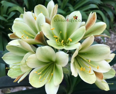 Seedlings - 777 Green Dazzle x 777 Oh so Versi