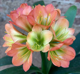 66-2026 Seedlist - Holy Africa x Stargreen Candy (Price is per packet of 2 seeds, Quantity is number of packets you are purchasing)