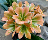 1-2026 Seedlist - Hesters Pride x Desert Oasis (Price is per packet of 2 seeds, Quantity is number of packets you are purchasing)