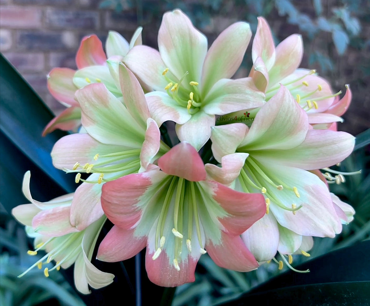 117-2025 Seedlist - Breathless x Stargreen Dusty Rose (Price is per pa ...