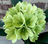 232-2026 Seedlist - Pipsqueak x Bulseun (Price is per packet of 2 seeds, Quantity is number of packets you are purchasing)