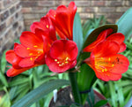 Seedlings - Lady Danger x Coromandel Red