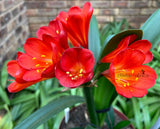 Seedlings - Lady Danger x Coromandel Red