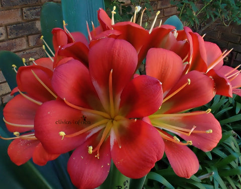 Seedlings - Belgie Bronze Madame x Batman