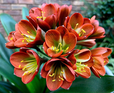Twin (2) Seedlings - Jack Daniels x Bravo