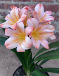 In flower now - Ghost of the Bush