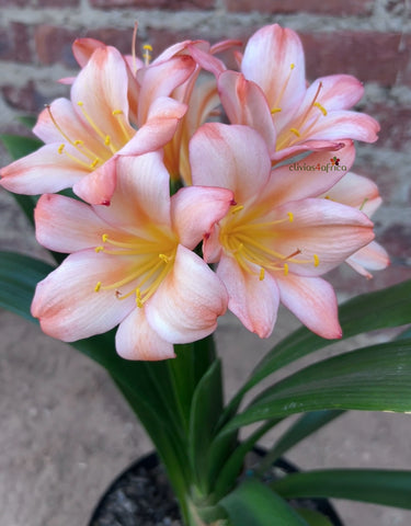 In flower now - Ghost of the Bush