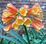 Seedlings - Hattori Versicolour x Applejack