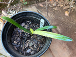 Seedling- Akebono Variegated - Smiley x Starbucks