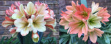 5-2026 Seedlist - Stargreen line breeding!! - Stargreen Desert Rose x Star Dream (Price is per packet of 2 seeds, Quantity is number of packets you are purchasing)