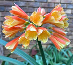 Seedlings - Applejack x Hattori Versi