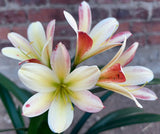 17-2026 Seedlist - 777 Oh so Versi x Ballad to Beauty (Price is per packet of 2 seeds, Quantity is number of packets you are purchasing)