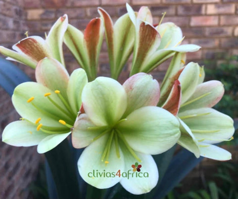 Seedlings - 777 Oh so Versi x 777 Brown Diamond