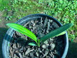 Seedling - Kwagga x Self (Yellow variegated)