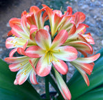 2-2025 Seedlist - Chiffon Green Throat x Self (Price is per packet of 2 seeds, Quantity is number of packets you are purchasing)