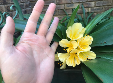 Seedlings - Miniature Yellow clivia x Pumpkin Spice