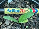 Seedlings - Miniature 777 Oh so Versi x Self