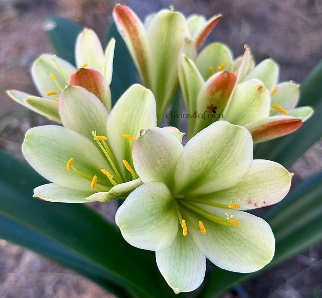Seedlings/Young Plants for Sale | Top Genetics! (only for shipping
