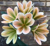 179-2026 Seedlist - 777 Brown Diamond x Hester’s Pride (Price is per packet of 2 seeds, Quantity is number of packets you are purchasing)