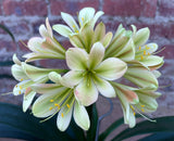 21-2026 Seedlist - Stargreen line breeding!! - Stargreen Dusty Rose x Stargreen Lady (Price is per packet of 2 seeds, Quantity is number of packets you are purchasing)