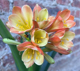 94-2026 Seedlist - Stargreen Line Breeding! - Stargazer x Self (Price is per packet of 2 seeds, Quantity is number of packets you are purchasing)