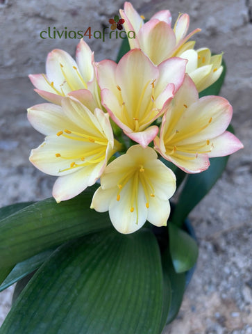 Seedlings - Hattori Cleopatra x Self