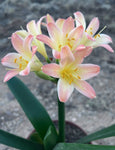 Offsets - Apple Blossom
