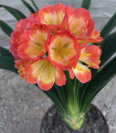 Offsets - Hattori Sunlily