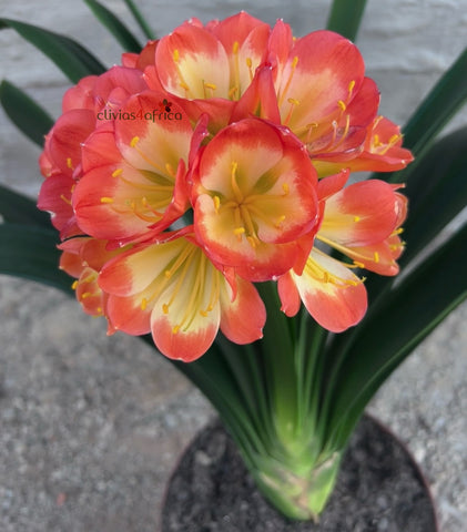 Offsets - Hattori Sunlily