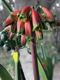 Mature/Flowering Clivia - Genesis
