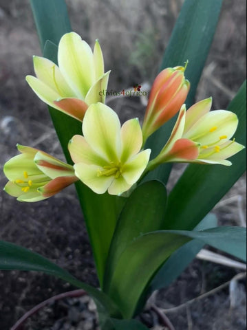 Seedlings - Star Flair x Self