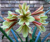 Seedling - Desert Warrior x Stargreen-X