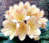 Seedling - PPD x  Bleeding Blossom