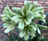 Seedlings - Stargreen Desert Rose x Fiona