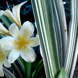 Seedling - Kwagga x Self (Yellow variegated)No1